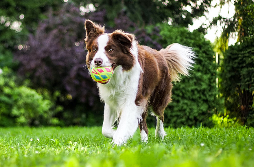 Dog running through the park with a ball in his mouth
