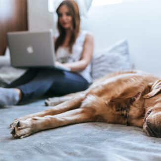 Dog relaxing in bed while his owner works on a laptop computer