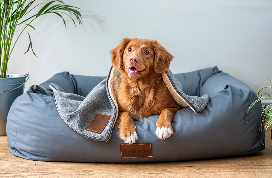 Large dog laying in bed