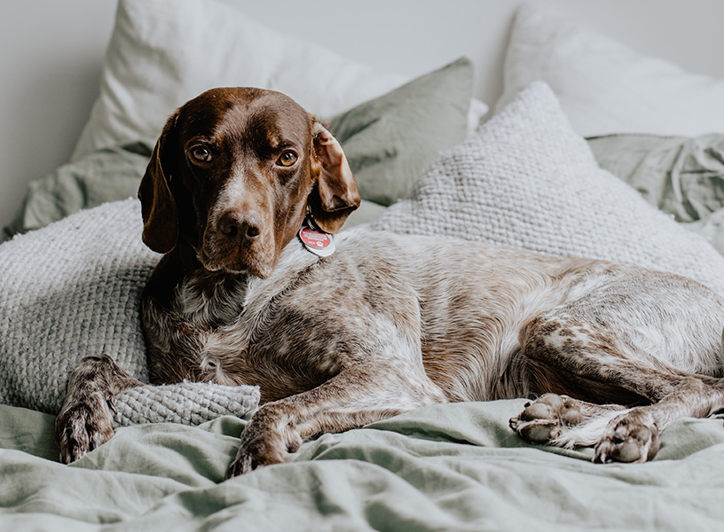 Large dog laying in bed